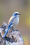 Florida Scrub-Jayborder=